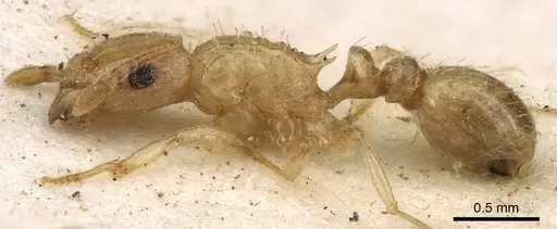 Tetramorium jejunum specimen CASENT0901123 image casent0901123_3
