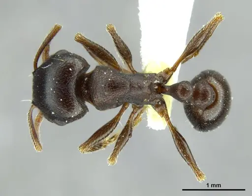 Tetramorium jordani specimen CASENT0248475 image casent0248475_1