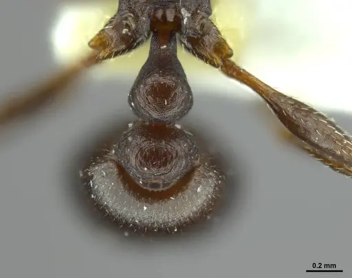 Tetramorium jordani specimen CASENT0248475 image casent0248475_2