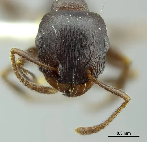 Tetramorium jordani specimen CASENT0248475 image casent0248475_3