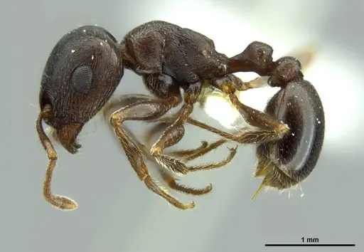 Tetramorium jordani specimen CASENT0248475 image casent0248475_4