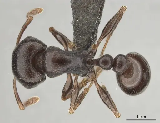 Tetramorium jordani specimen CASENT0813028 image casent0813028_1