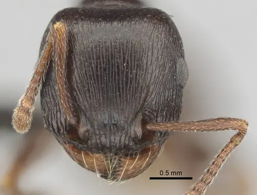 Tetramorium jordani specimen CASENT0813028 image casent0813028_2