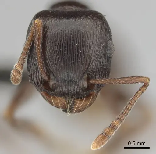Tetramorium jordani specimen CASENT0813028 image casent0813028_3