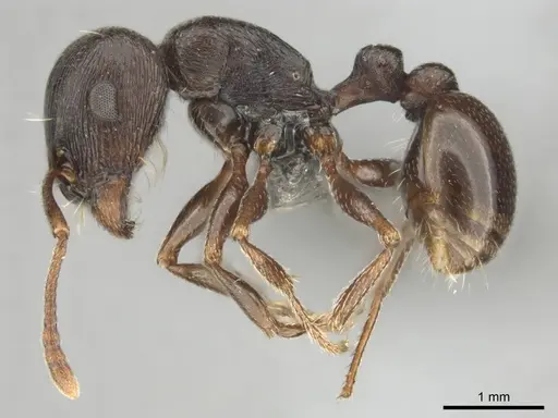 Tetramorium jordani specimen CASENT0813028 image casent0813028_4