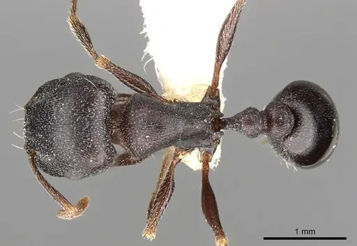 Tetramorium jordani specimen CASENT0901180 image casent0901180_1