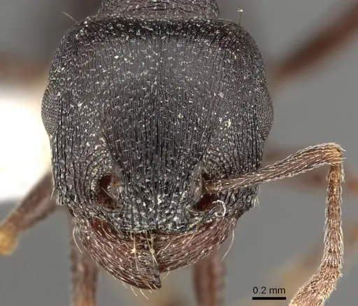 Tetramorium jordani specimen CASENT0901180 image casent0901180_2