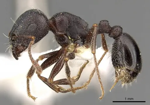 Tetramorium jordani specimen CASENT0901180 image casent0901180_3