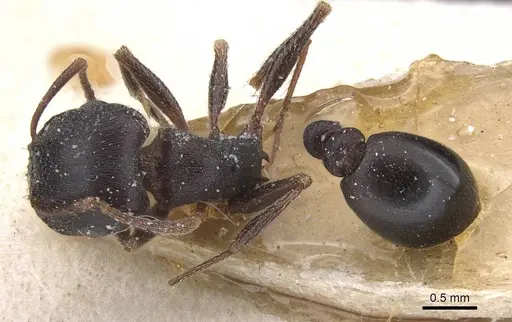 Tetramorium jordani specimen CASENT0915021 image casent0915021_1