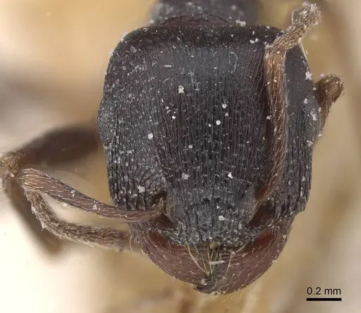 Tetramorium jordani specimen CASENT0915021 image casent0915021_2