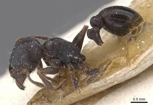 Tetramorium jordani specimen CASENT0915021 image casent0915021_3