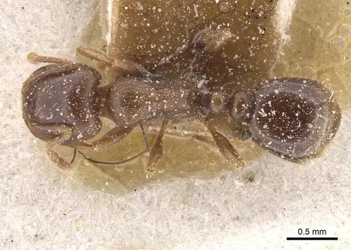 Tetramorium judas specimen CASENT0915022 image casent0915022_1