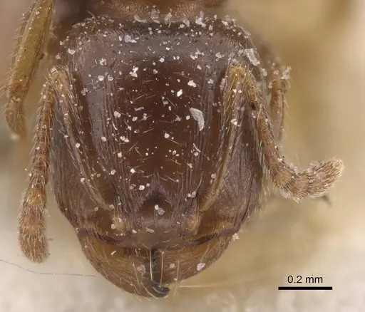 Tetramorium judas specimen CASENT0915022 image casent0915022_2