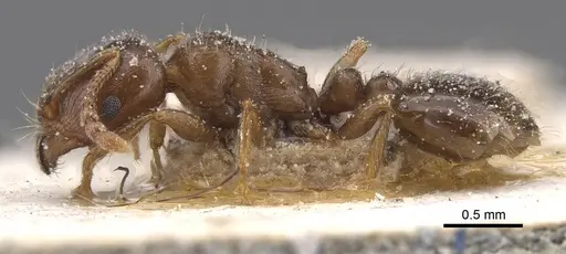 Tetramorium judas specimen CASENT0915022 image casent0915022_3