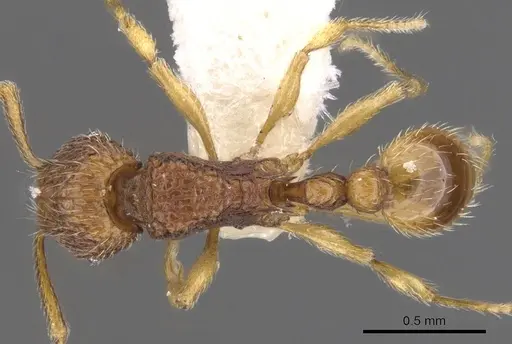 Tetramorium jugatum specimen CASENT0901169 image casent0901169_1
