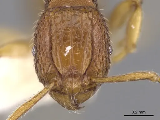 Tetramorium jugatum specimen CASENT0901169 image casent0901169_2