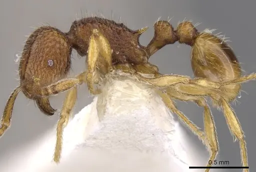 Tetramorium jugatum specimen CASENT0901169 image casent0901169_3