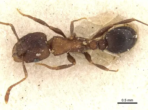 Tetramorium kabulistanicum specimen CASENT0280929 image casent0280929_1