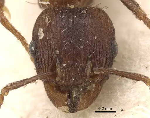 Tetramorium kabulistanicum specimen CASENT0280929 image casent0280929_2