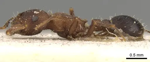 Tetramorium kabulistanicum specimen CASENT0280929 image casent0280929_3