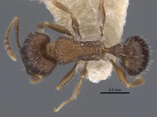 Tetramorium kabulistanicum specimen CASENT0917252 image casent0917252_1