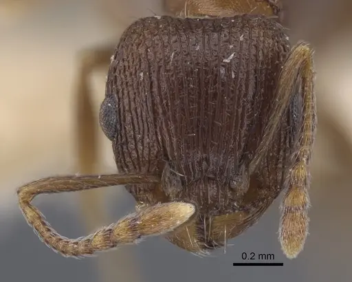 Tetramorium kabulistanicum specimen CASENT0917252 image casent0917252_2