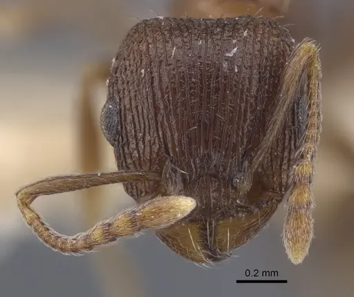 Tetramorium kabulistanicum specimen CASENT0917252 image casent0917252_3