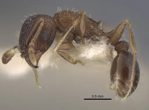 Tetramorium kabulistanicum specimen CASENT0917252 image casent0917252_4