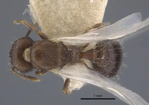 Tetramorium kabulistanicum specimen CASENT0917253 image casent0917253_1