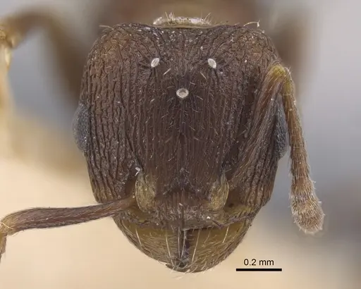 Tetramorium kabulistanicum specimen CASENT0917253 image casent0917253_2