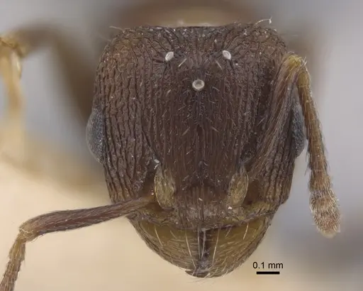 Tetramorium kabulistanicum specimen CASENT0917253 image casent0917253_3