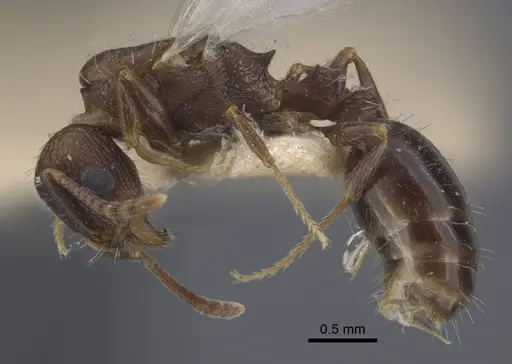 Tetramorium kabulistanicum specimen CASENT0917253 image casent0917253_4