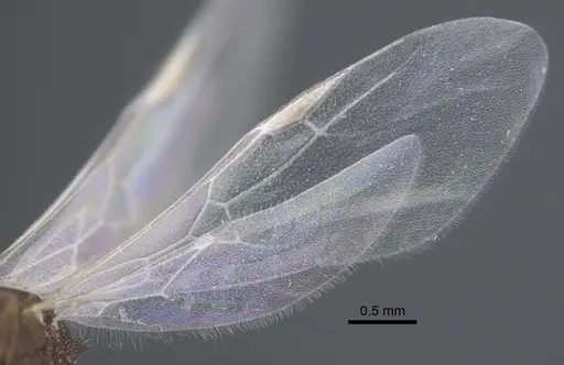Tetramorium kabulistanicum specimen CASENT0917253 image casent0917253_5