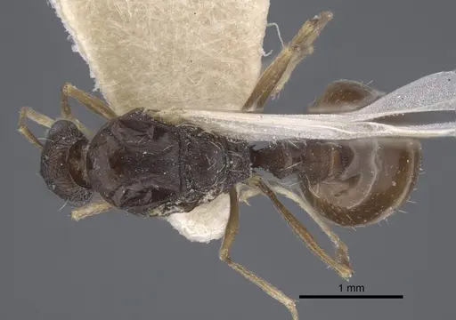 Tetramorium kabulistanicum specimen CASENT0917254 image casent0917254_1