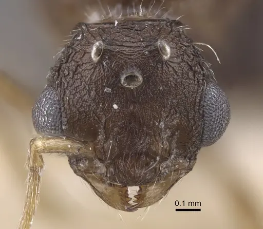 Tetramorium kabulistanicum specimen CASENT0917254 image casent0917254_2