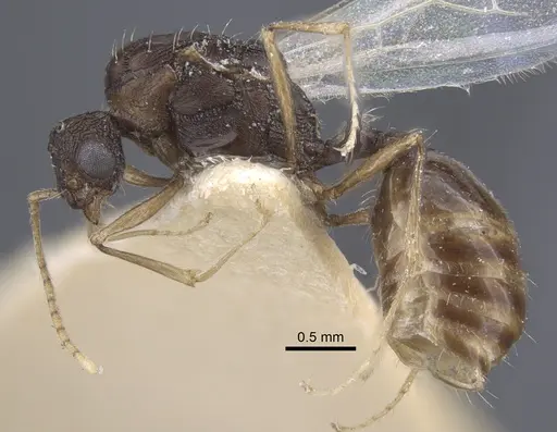 Tetramorium kabulistanicum specimen CASENT0917254 image casent0917254_3