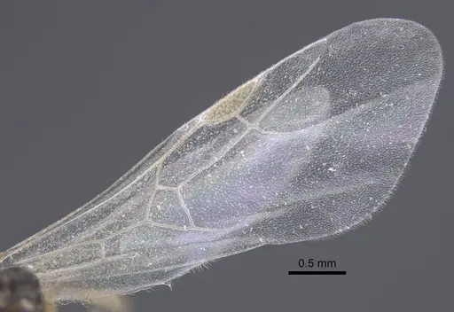 Tetramorium kabulistanicum specimen CASENT0917254 image casent0917254_4