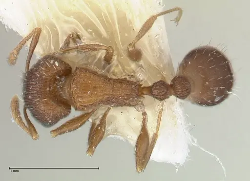 Tetramorium kabulistanicum specimen FOCOL1858-1 image focol1858-1_1
