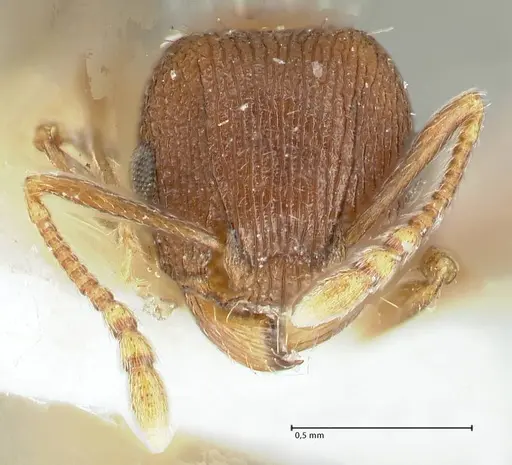 Tetramorium kabulistanicum specimen FOCOL1858-1 image focol1858-1_2