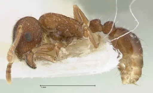 Tetramorium kabulistanicum specimen FOCOL1858-1 image focol1858-1_3