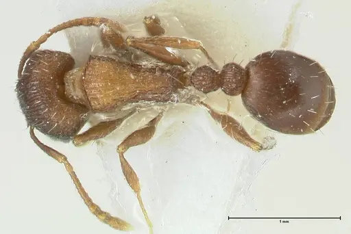 Tetramorium kabulistanicum specimen FOCOL1858-2 image focol1858-2_1
