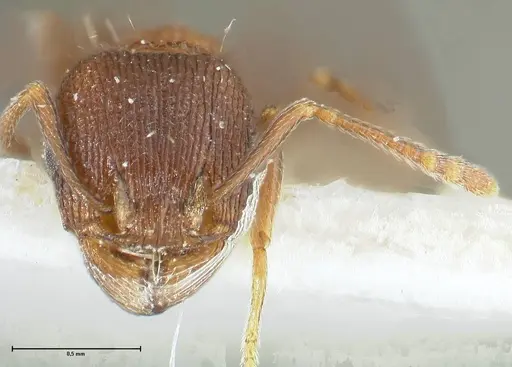 Tetramorium kabulistanicum specimen FOCOL1858-2 image focol1858-2_2
