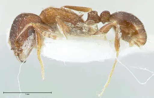 Tetramorium kabulistanicum specimen FOCOL1858-2 image focol1858-2_3