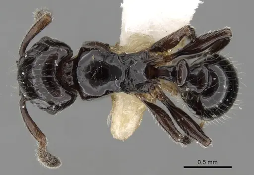 Tetramorium kakamega specimen CASENT0217062 image casent0217062_1