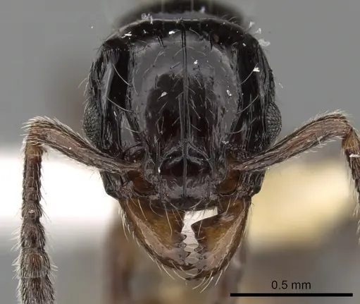 Tetramorium kakamega specimen CASENT0217062 image casent0217062_2