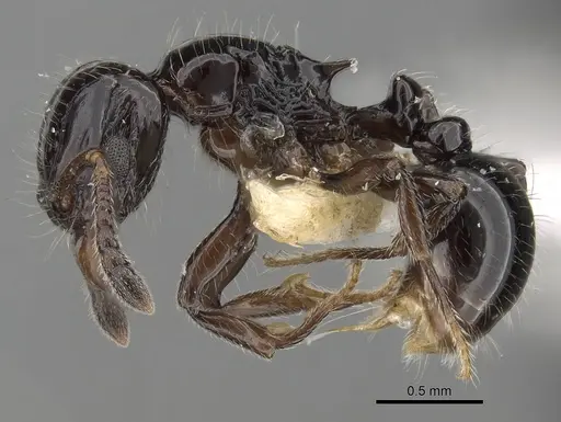 Tetramorium kakamega specimen CASENT0217062 image casent0217062_3
