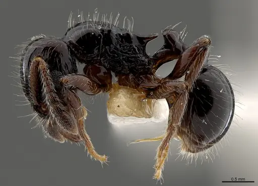 Tetramorium kakamega specimen CASENT0217321 image casent0217321_1