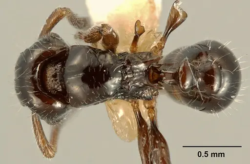 Tetramorium kakamega specimen ZFMKHYM20096098 image zfmkhym20096098_1