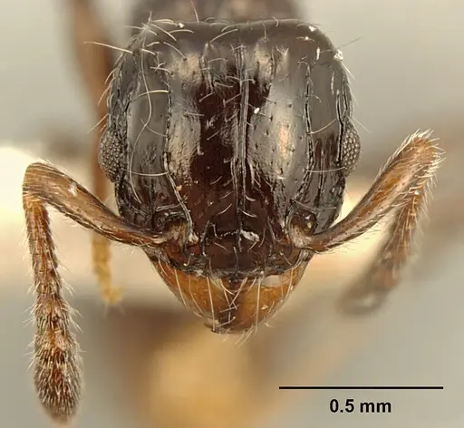 Tetramorium kakamega specimen ZFMKHYM20096098 image zfmkhym20096098_2