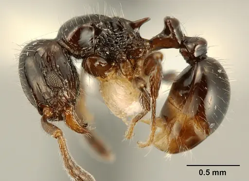 Tetramorium kakamega specimen ZFMKHYM20096098 image zfmkhym20096098_3